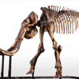 tacitusmastodon avatar