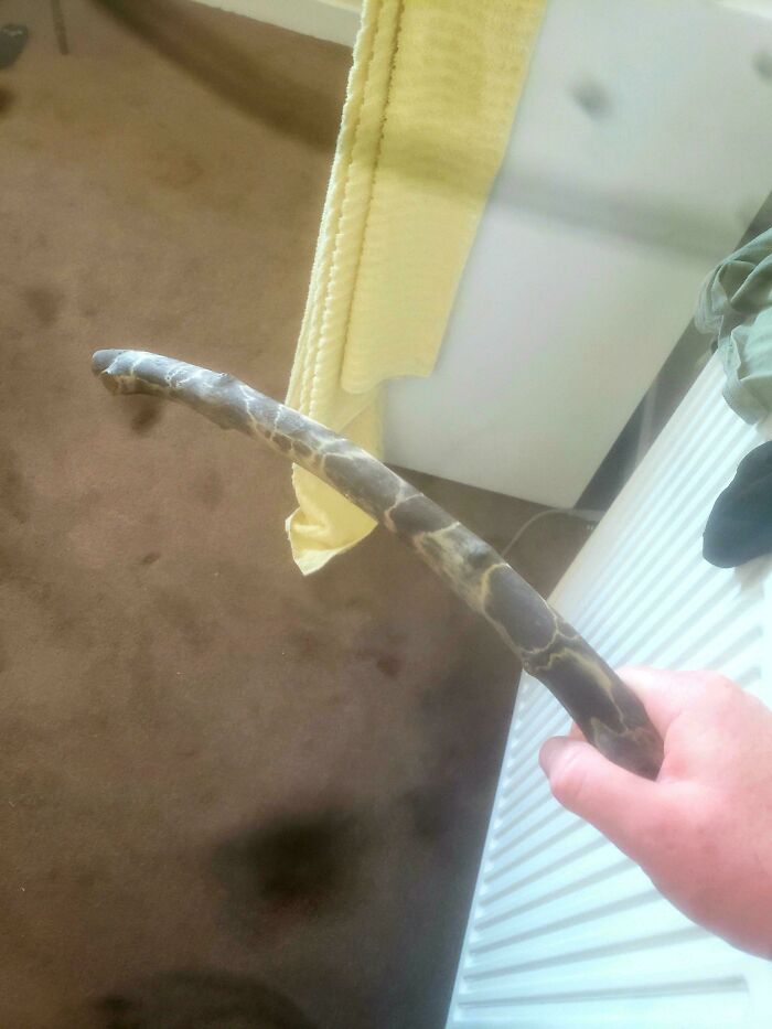 A hand holding a baffling image of a curved, textured stick, resembling an old tree branch.