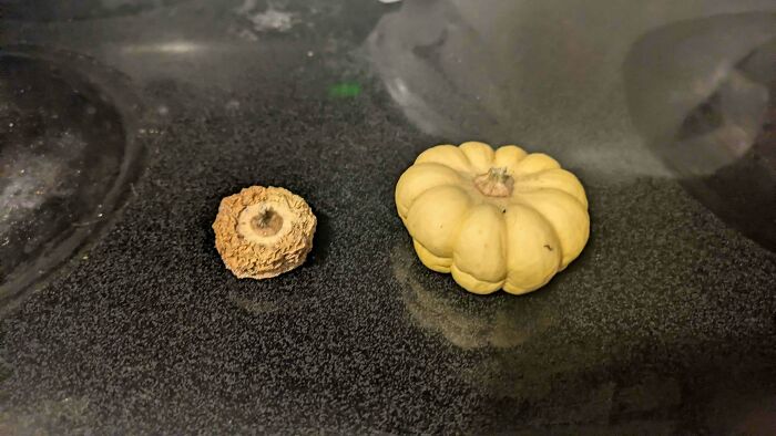 A small, baffling image of a dried-up fruit next to a tiny yellow pumpkin on a dark surface.