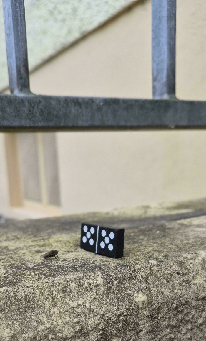 A baffling image of a small domino tile and a fly on a concrete ledge, sparking questions answered by the internet.