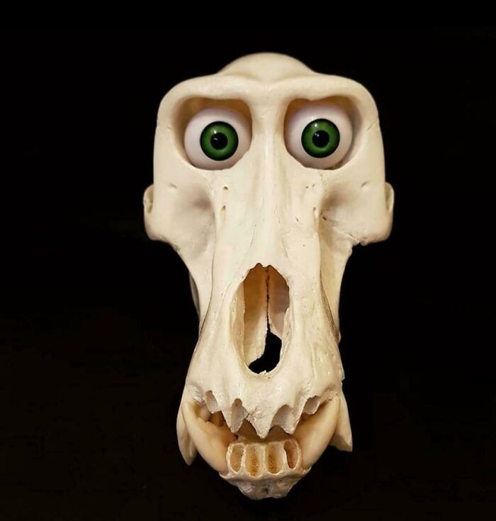 A baffling image of an animal skull with cartoonish green eyes and an open mouth.