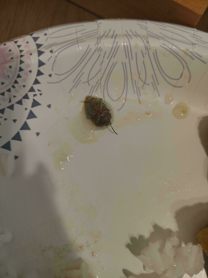 A baffling image of a large, d**d bug on a paper plate with some food residue.