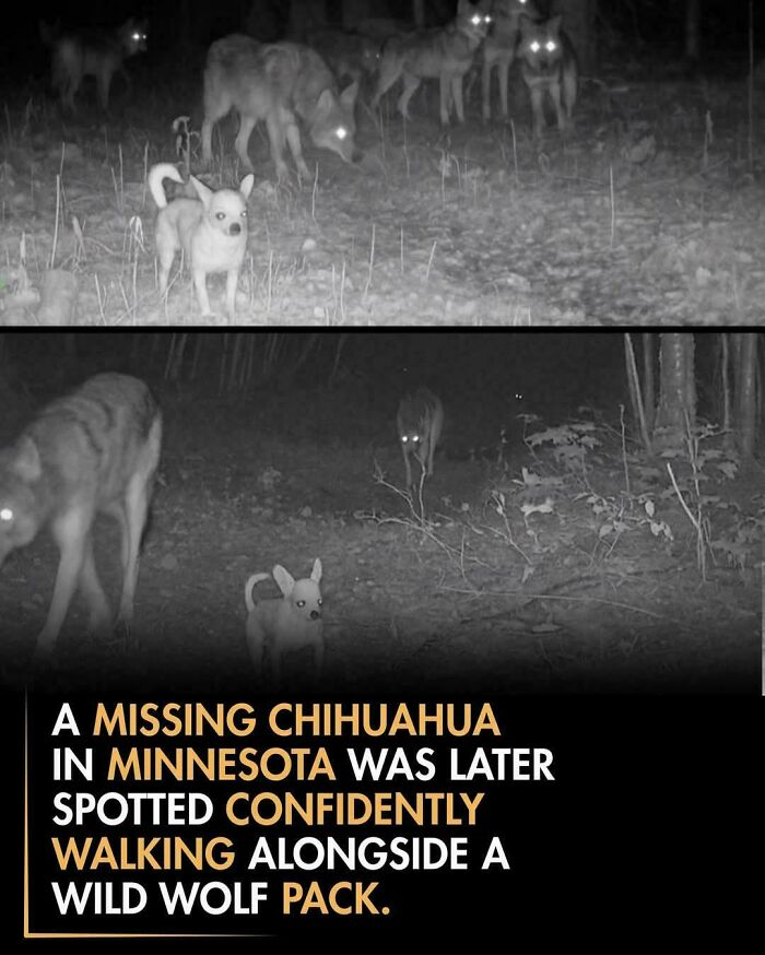 Leader Of The Pack