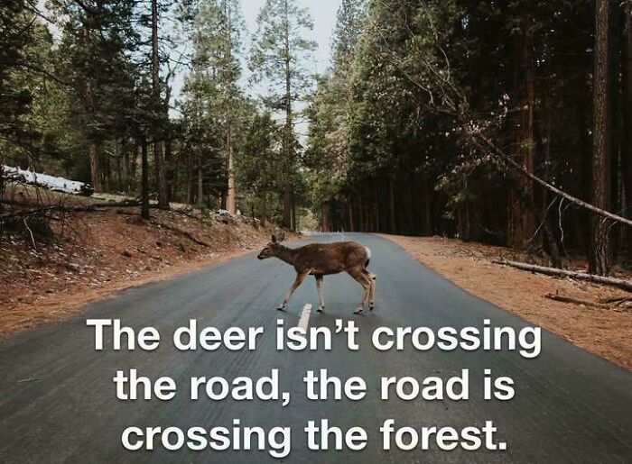 A deer crossing a road through a forest, a visual metaphor for delusions of adequacy in perspective.