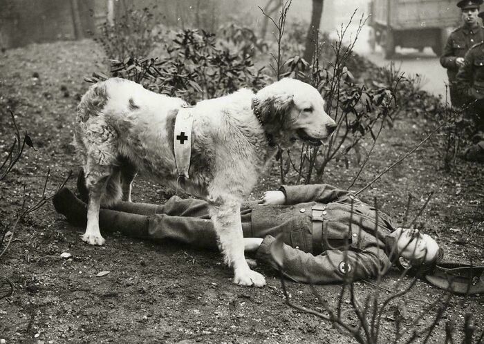 A historical photo shows a large dog with a Red Cross armband standing over a fallen soldier, aiding in fascinating ways.