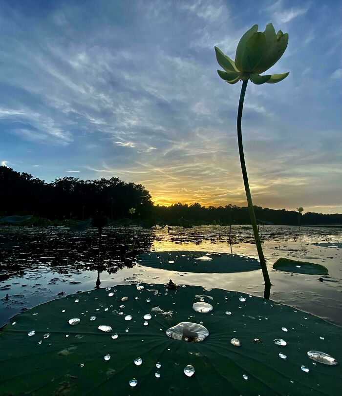 Water On A Lotus Pad