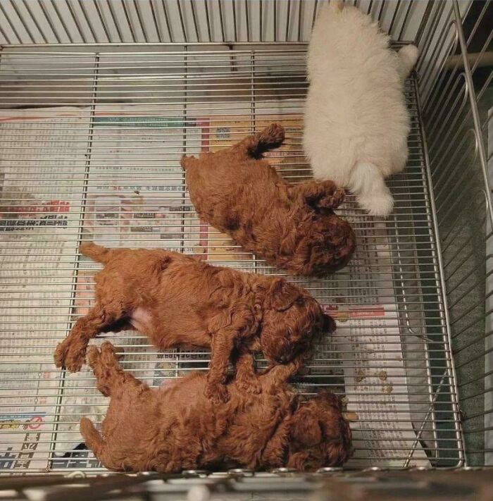 Three brown puppies and one white fluffy puppy lying in a cage creating a misleading and confusing photo that seems like a glitch in real life