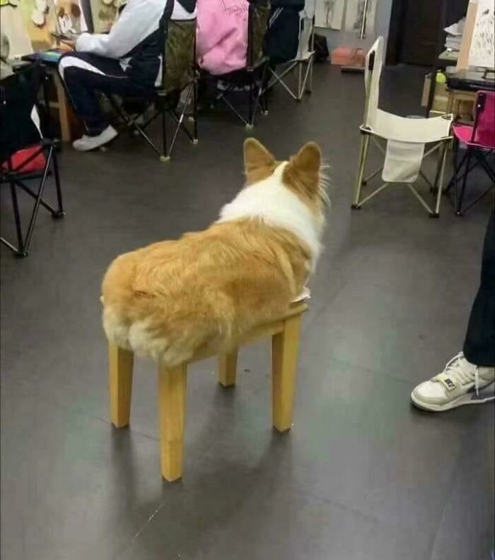 Confusing photo of a dog perched on a stool that makes it look like a glitch in real life with missing legs.