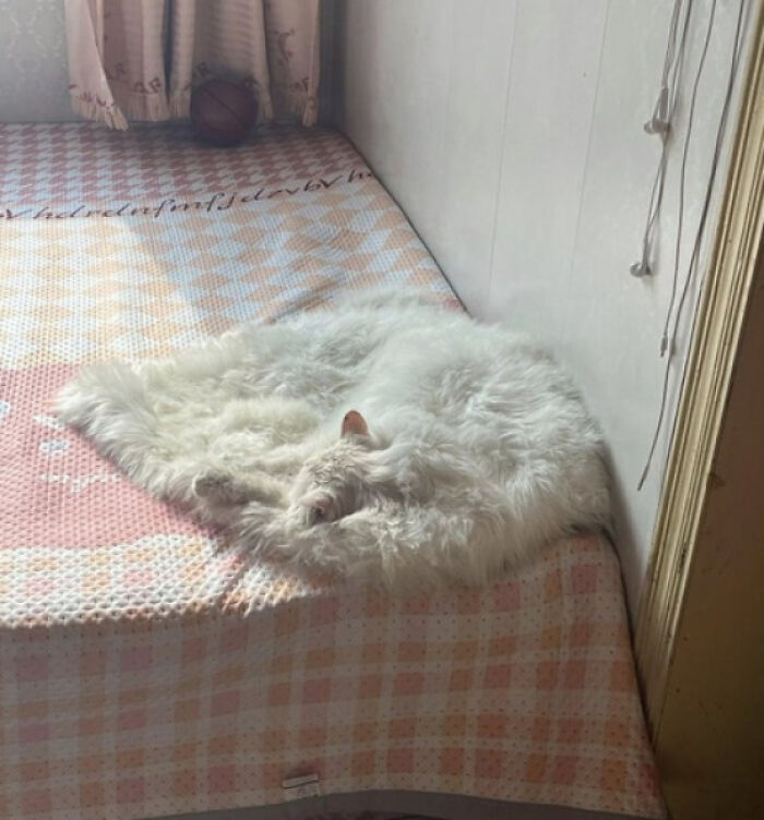 White fluffy cat blending with a fur-like blanket on a bed, creating a misleading and confusing photo that seems like a glitch.