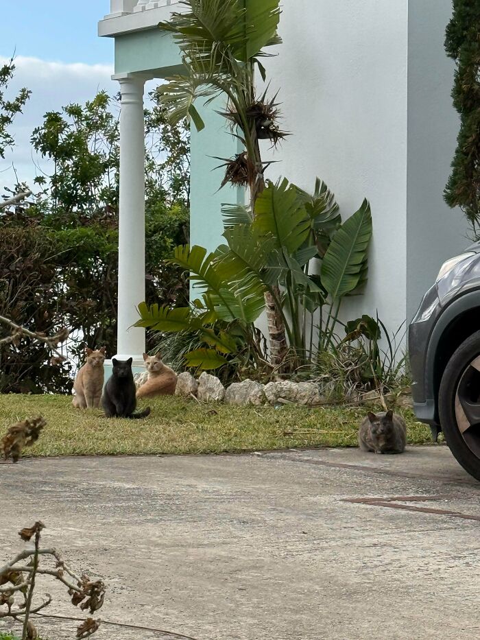 A group of four adorable cats, including orange and black cats, caught planning their next move outdoors on grass.