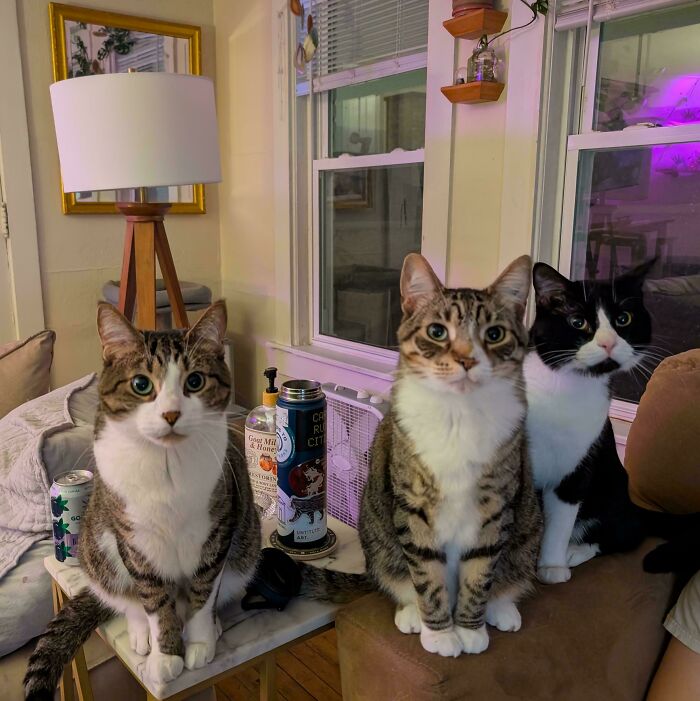 Three hilariously adorable cats, a tabby, a tuxedo, and another tabby, caught planning their next move indoors.