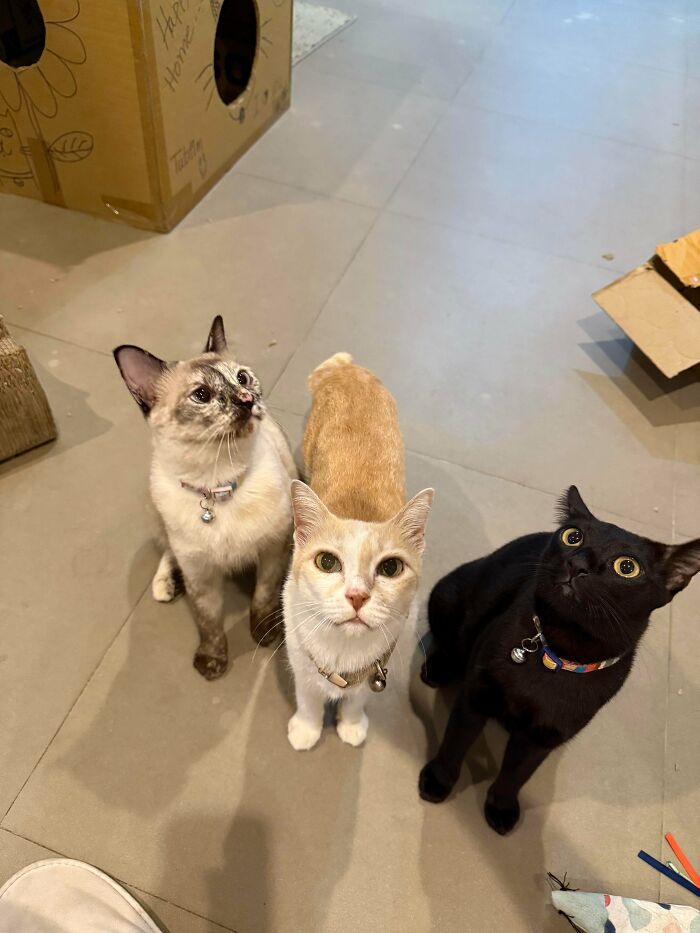 Three adorable cats, including a black cat, an orange cat, and a Siamese cat, caught planning their next move.
