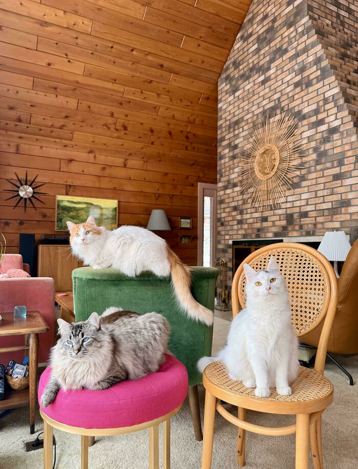 Hilariously adorable cats planning their next move: three cats perched on colorful furniture in a rustic living room.