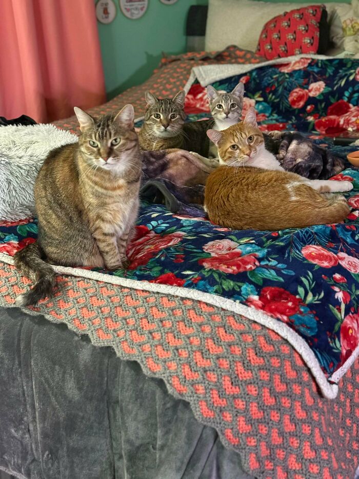 Hilariously adorable cats planning their next move: a group of cats on a floral and knitted blanket.