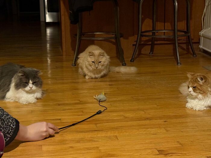 Hilariously adorable cats planning their next move: three fluffy cats watching a mouse toy on a wooden floor.