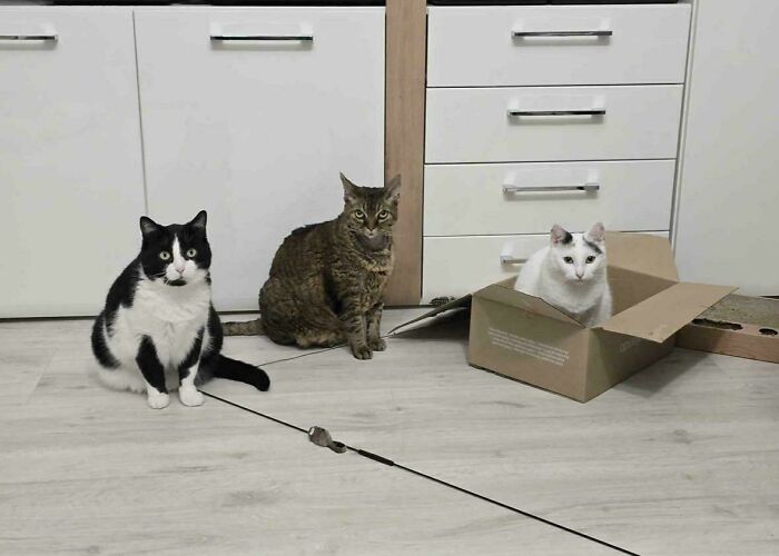 Hilariously adorable cats caught planning: a black and white cat, a tabby, and a white cat in a box.