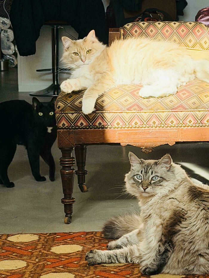 Hilariously adorable cats planning their next move: one on a patterned chair, one on the floor, and a black cat standing.