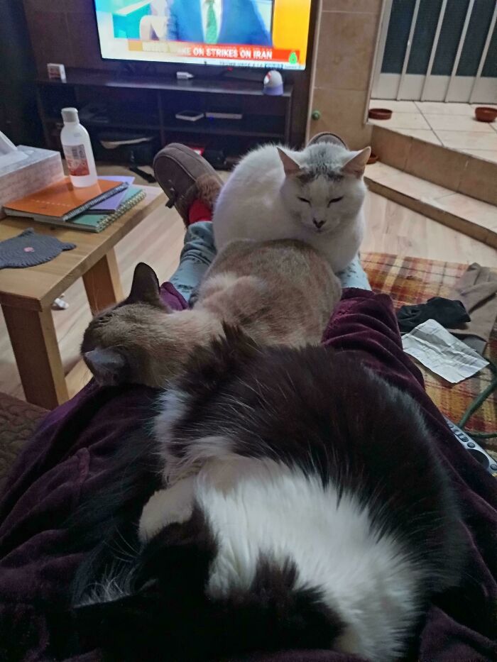 Three adorable cats relaxing on a persons lap and chest, one white, one calico, and one black and white, planning their next move.