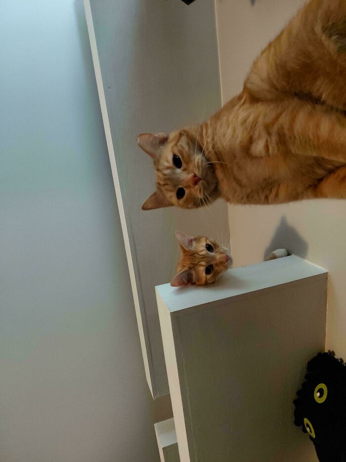 Two adorable cats, both orange, one hanging upside down from a shelf and another peaking from a cubby, planning their next move.
