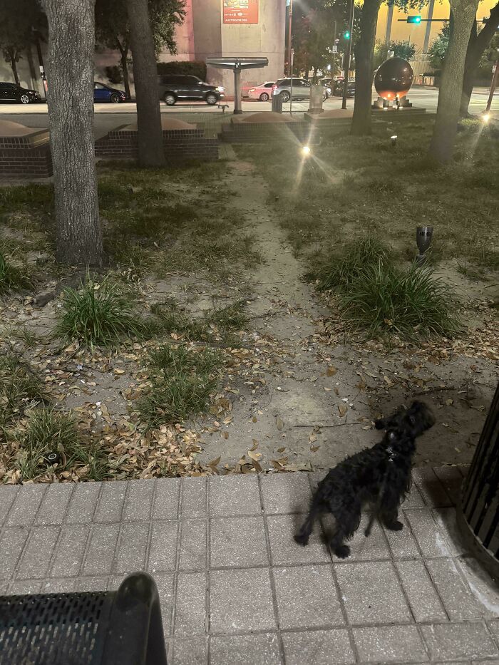 Houston TX - Theatre Goers Desire A Path