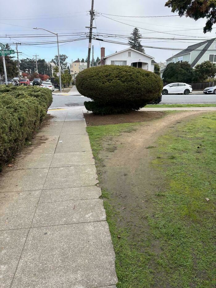Corner Lawn