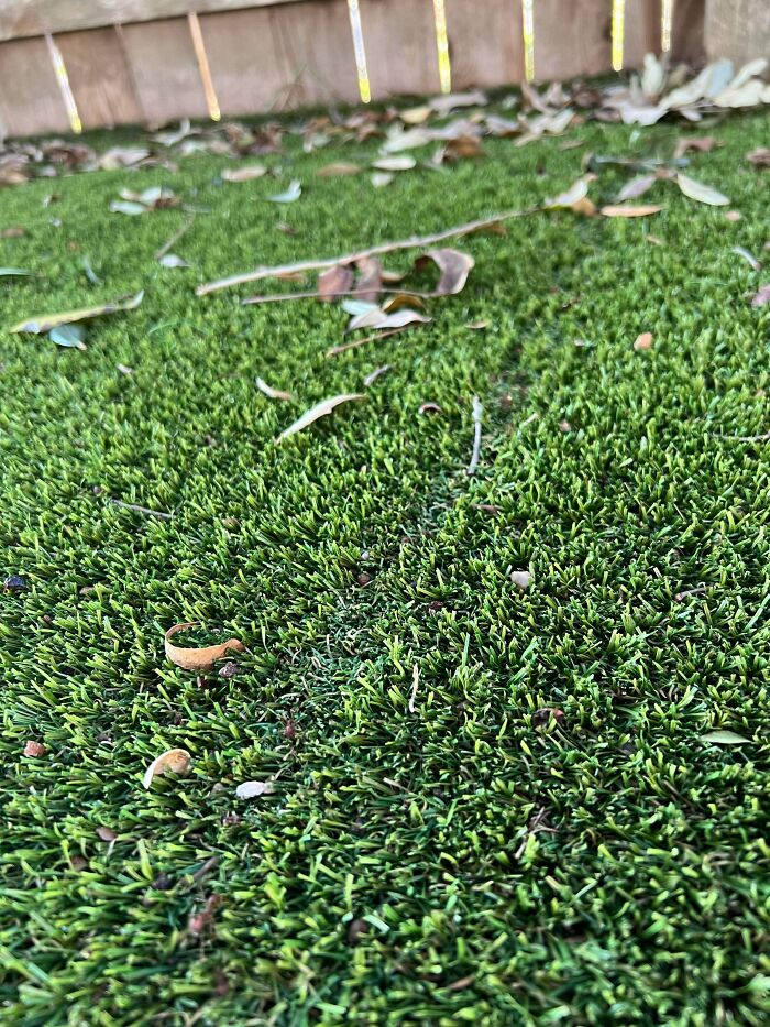 Red Harvester Ants Have Created A Desire Path In My Turf