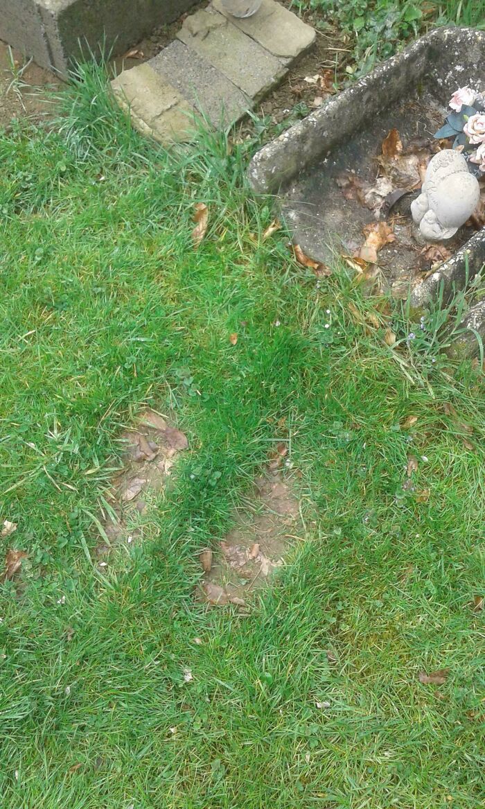 My Sister Spends So Much Time In Front Of Our Dog's Grave That Her Footprints Are Imprinted On The Grass