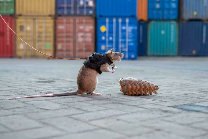 A small rat wearing a harness and leash, standing next to a pangolin scale in front of shipping containers, an interesting photo.