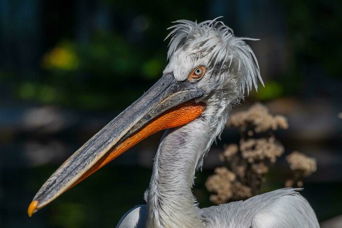 Dalmatian Pelican