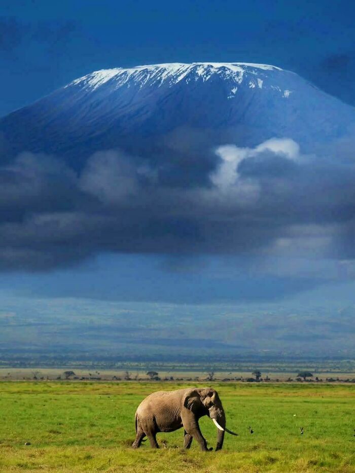 An Elephant Is Humbled By The Mighty Kilimanjaro