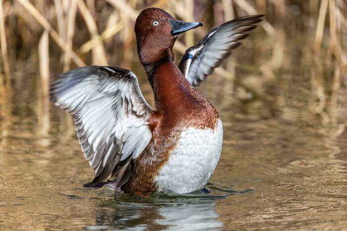Rare Encounter With A Ferruginous Duck (Aythya Nyroca)