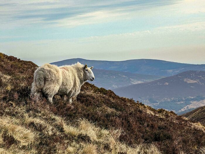 Irish Sheep Taking In The Views, Wicklow, Ireland