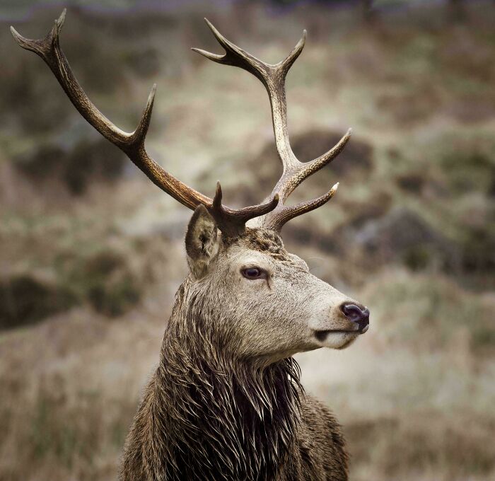 Red Deer Stag (10 Point), Glencoe, Scotland