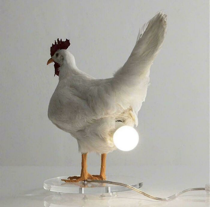 Chicken lamp with glowing light bulb tail as quirky lighting art