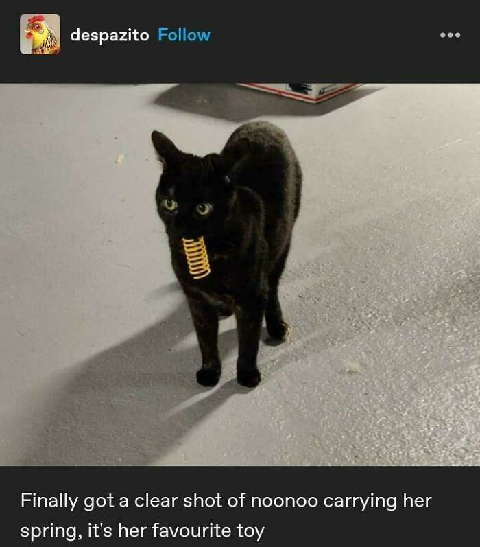 A black cat carrying a spring in its mouth from a Tumblr thread of chaotic posts.