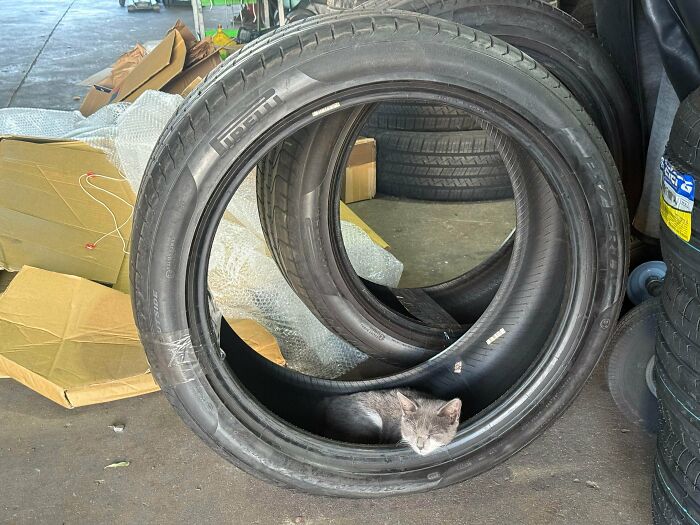 A small gray cat naps peacefully inside a car tire, showcasing unusual car mechanics finds.