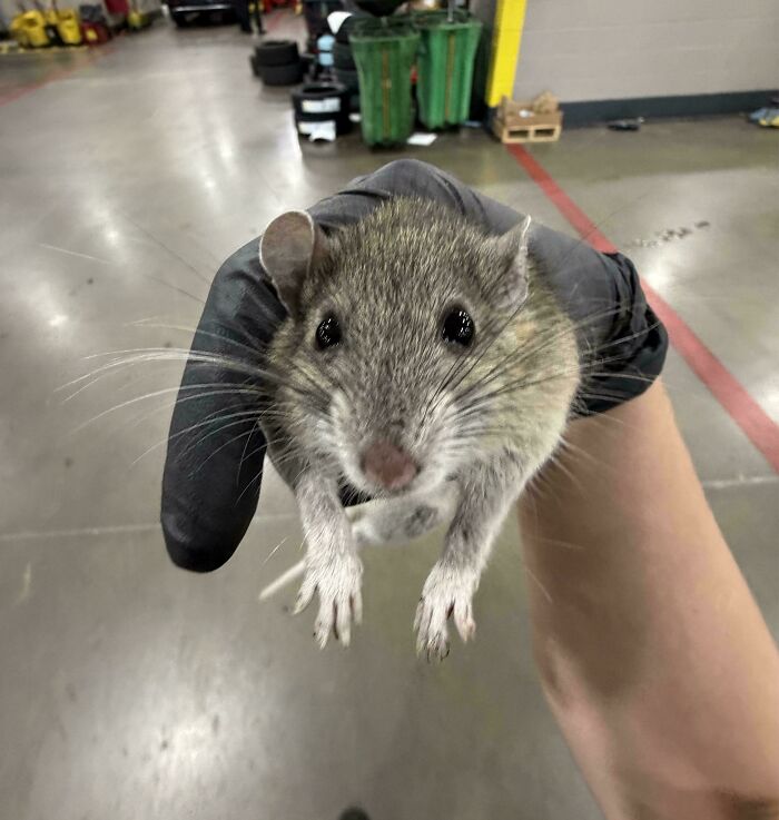 Car mechanics had to take pics of strange car issues, like this rat being held by a gloved hand.