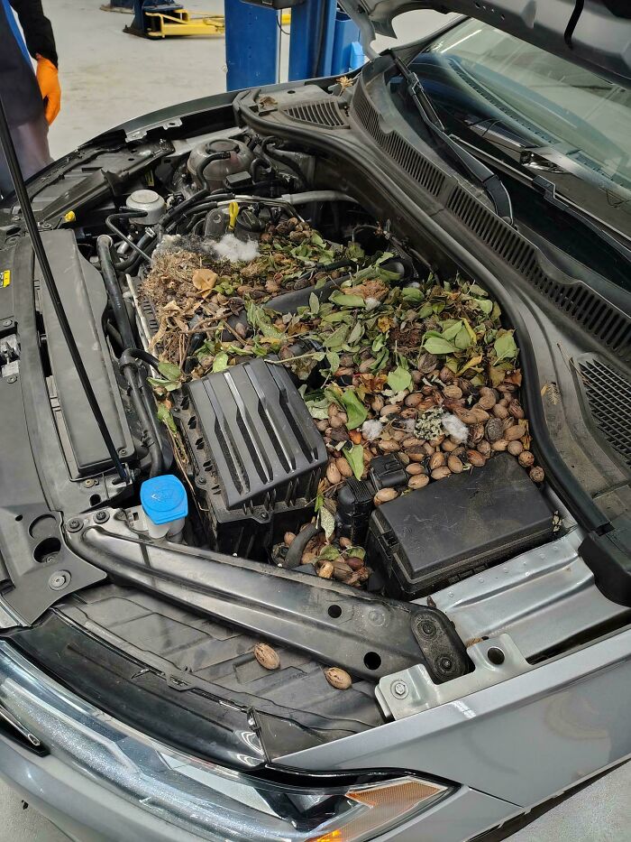A car mechanic's unusual find: a car engine filled with nuts and leaves from wildlife.