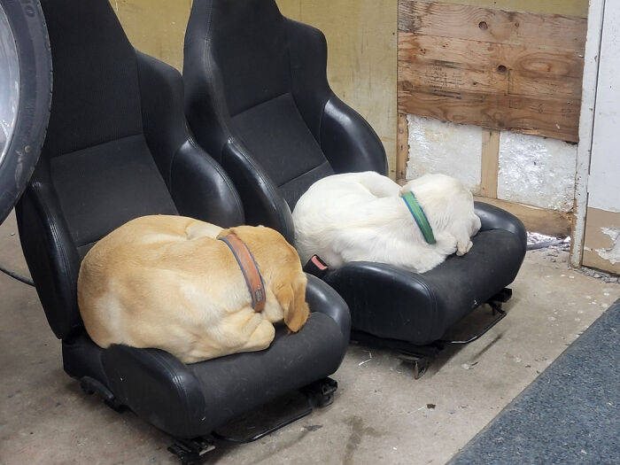 Two dogs curled up and sleeping on car seats, showing an unexpected situation for car mechanics.