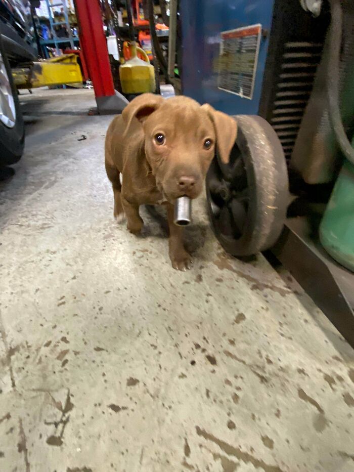 A cute puppy holding a tool in its mouth at a car mechanics shop, showing an unexpected scene for car mechanics.