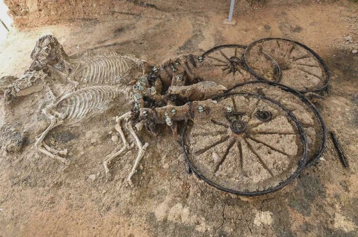 A historical photo of a horse and chariot skeletal remains uncovered during an archaeological dig.