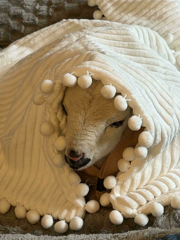 A small lamb wrapped cozy in a white blanket with pom-poms, reminiscent of an Accidental Renaissance painting