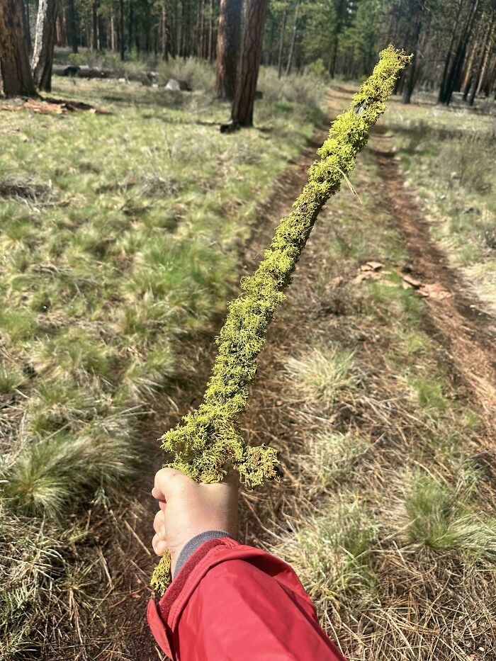 Person holding a cool stick covered in green moss while walking on a forest trail surrounded by trees and grass.