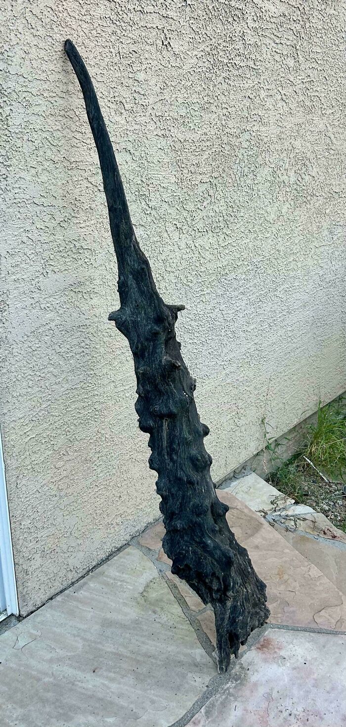 Long dark weathered stick with knobby textures leaning against a beige textured wall outdoors, a cool sticks example.