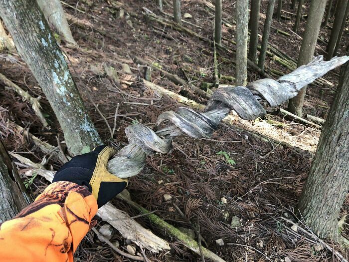Person wearing an orange glove holding a cool twisted stick in a forest with trees and forest floor visible.