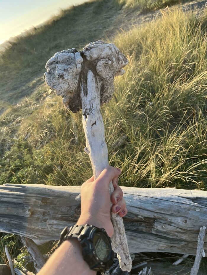 Hand holding a cool stick with unique texture outdoors near grass and wooden log in natural sunlight.