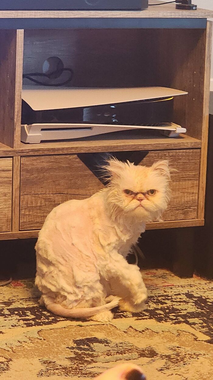 Grumpy cat with shaved fur sitting on patterned rug near wooden cabinet in funny regret moments scene.