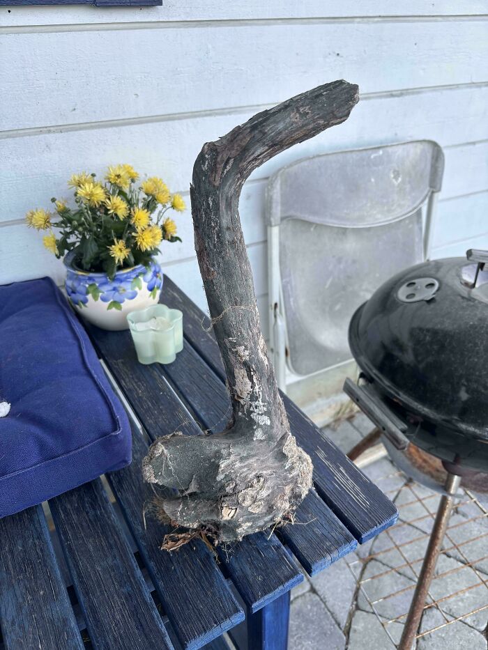 A unique and cool stick with a curved shape placed on a blue wooden table near flowers and an outdoor grill.