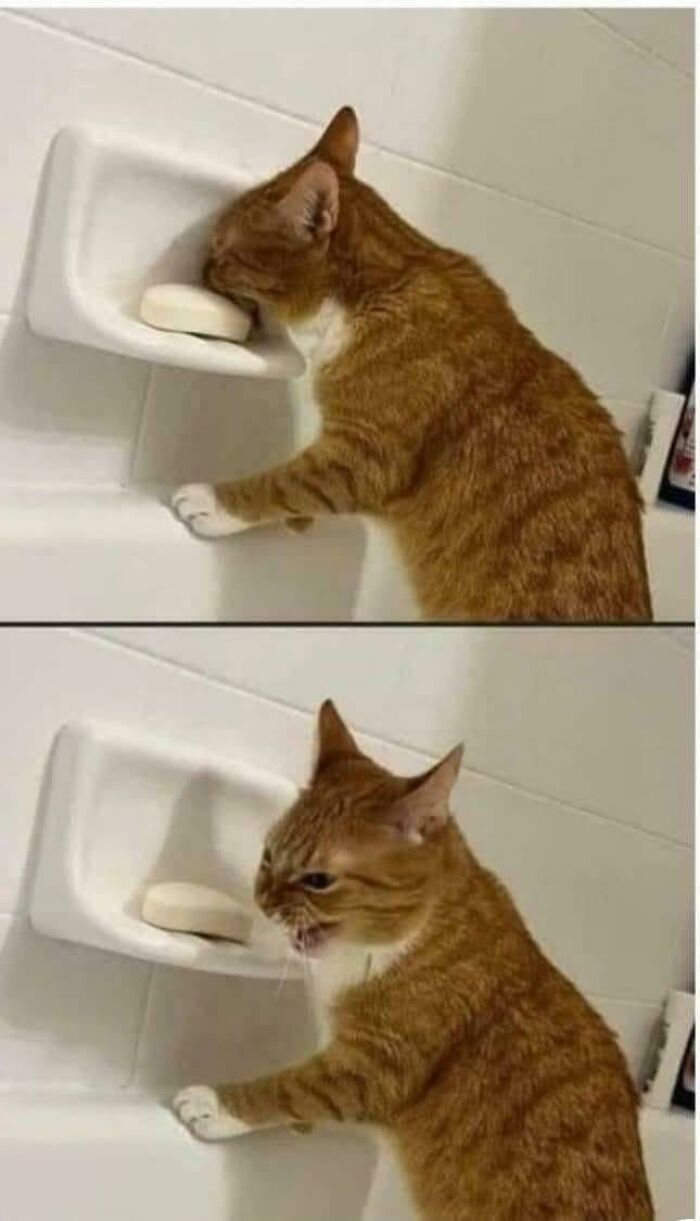 Orange tabby cat tasting soap in two images, showing funny regret moments after a bad decision.