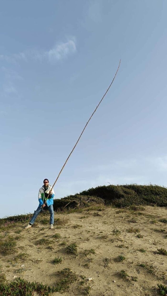 Person outdoors holding a very long stick on a sandy hill under a clear blue sky with sparse vegetation.